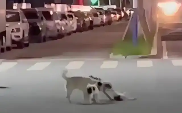 You can't afford to go down, dog group camp. Help