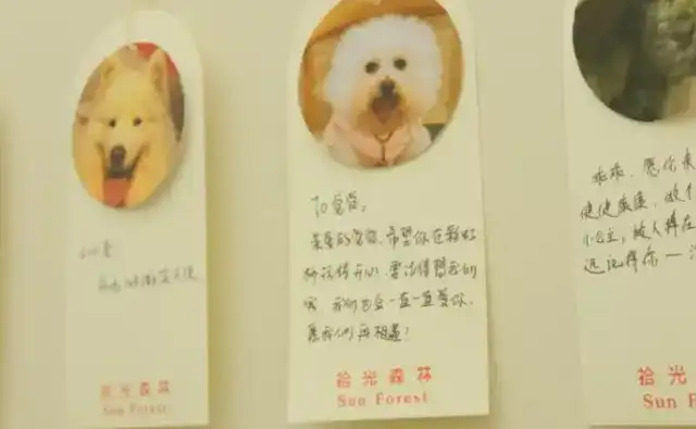 Millions of pets die every year. What about "back-to-back"