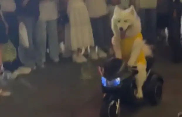 Samoye was surrounded by electric toy cars. Netizen: No wonder the coach says they drive