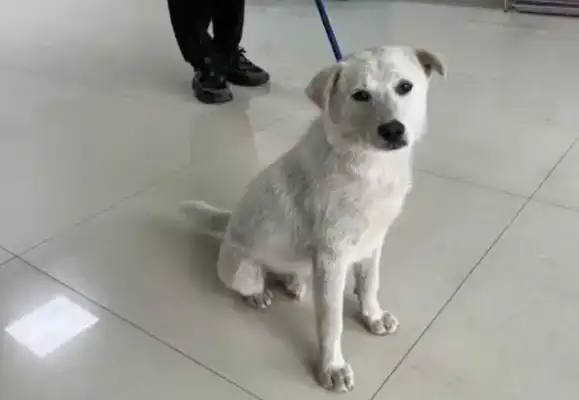 Good news for the white dog in the scenery, with countless Internet friends