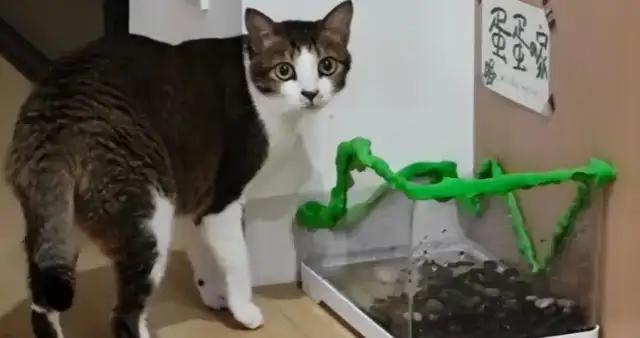 Dad can't catch rats, and then he gets