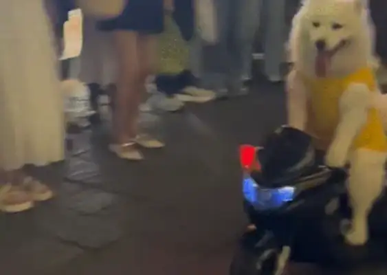 Samoye was surrounded by electric toy cars. Netizen: No wonder the coach says they drive