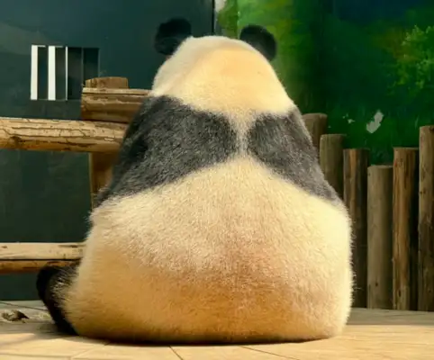 Autumn Sunshine's big panda is about to go to the Alive Bureau