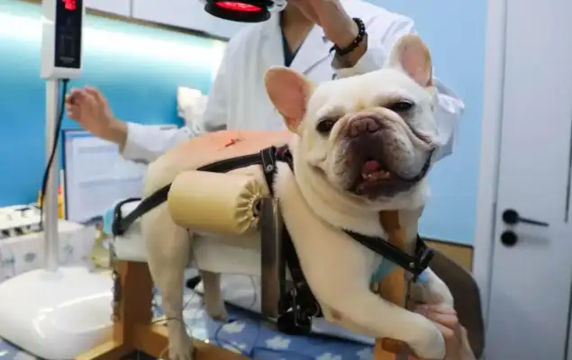 The rise of a Chinese veterinary clinic: acupuncture therapy aided pet rehabilitation