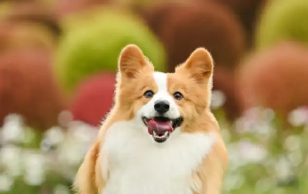 The first half of 2025, an inventory of pet industry events, is of concern