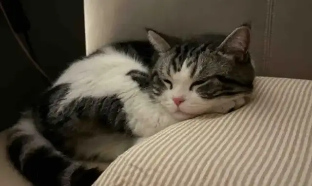 Dad can't catch rats, and then he gets