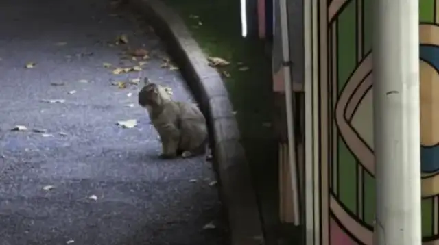 A stray cat was found on the street, with signs of injury, and still loved