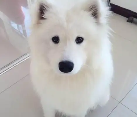 Samoye did something bad to himself and scared the owner