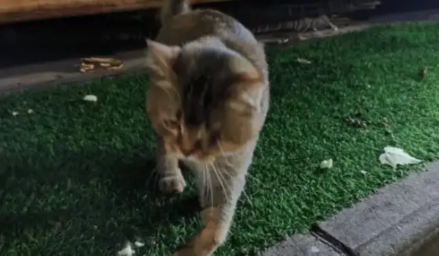 A stray cat was found on the street, with signs of injury, and still loved