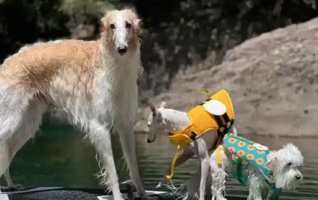 Zhejiang: Summer heating pets "show"