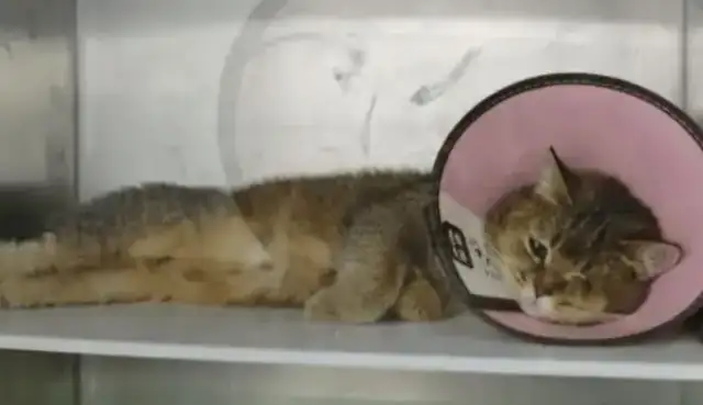 A stray cat was found on the street, with signs of injury, and still loved