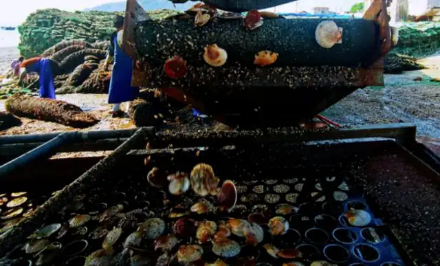 We've been working on marine pastures, and there's 300,000 cadavers here