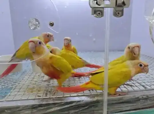 Pigs, birds, dragons... other pets become young pets. Shinjing