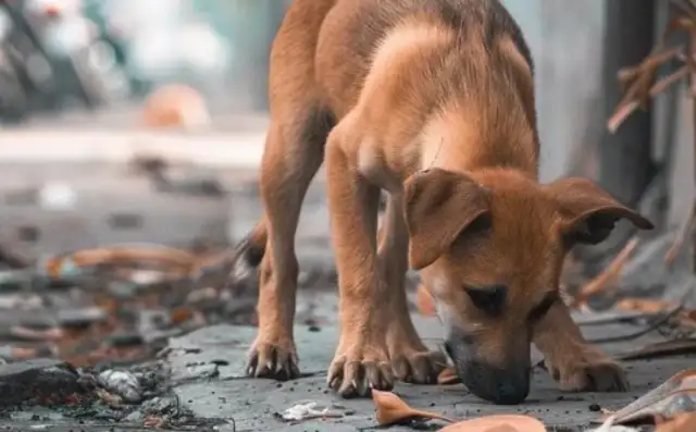 Implementation of dog management throughout the life cycle in Guiyang: e-marking to solve governance challenges