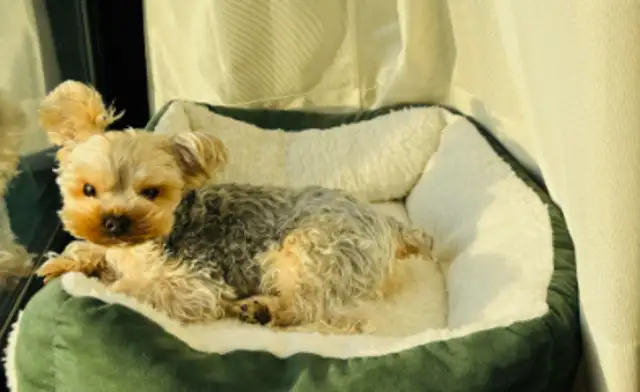The pet economy is a new consumption point: the head platform closes to $50 billion a year