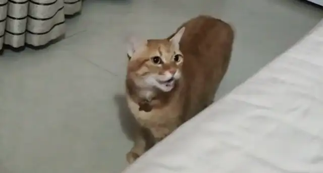 The man went to his girlfriend's house, took the place of the cat, and the cat was mad at him