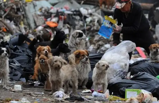 43,000 donations were received in the case of dog abandonment in Lanzhou, 37 families fighting for adoption for legislative reform