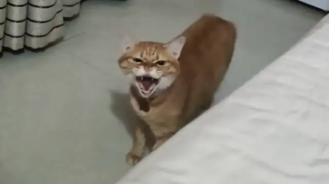 The man went to his girlfriend's house, took the place of the cat, and the cat was mad at him