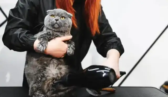 How can you spend so much money on pets