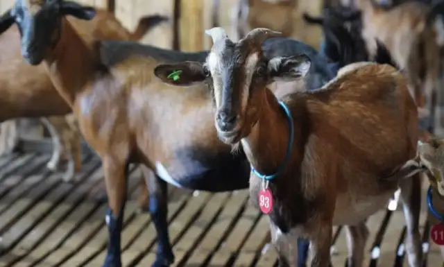 Hunan Province of China: High mountain ecological goat farming runs out of "Happiness Roads"