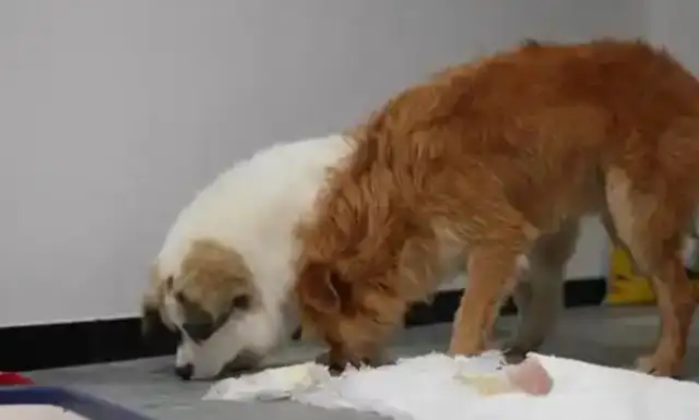 He's got the guts to take away the lost dogs