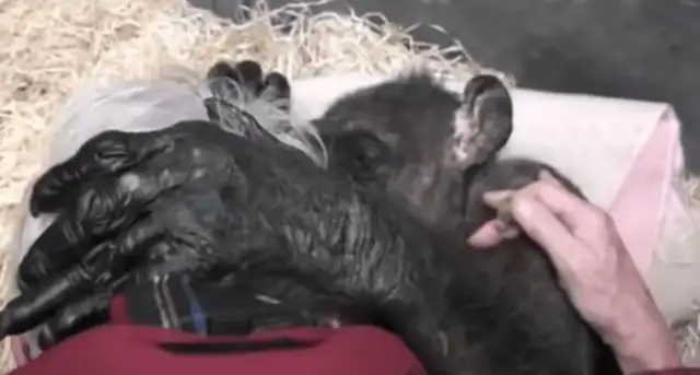 Fifty-nine-year-old chimpanzees refused to eat until they heard familiar voices