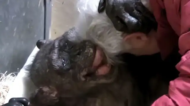 Fifty-nine-year-old chimpanzees refused to eat until they heard familiar voices