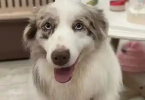 The dog was burned to death by the pet shop in a dryer box for an hour