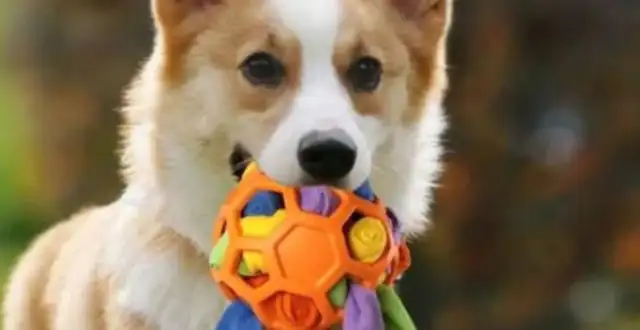 Cross-borders are coming, pet supplies are out and new battles are coming