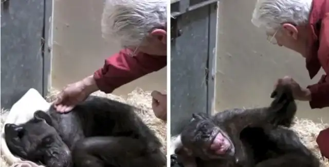 Fifty-nine-year-old chimpanzees refused to eat until they heard familiar voices