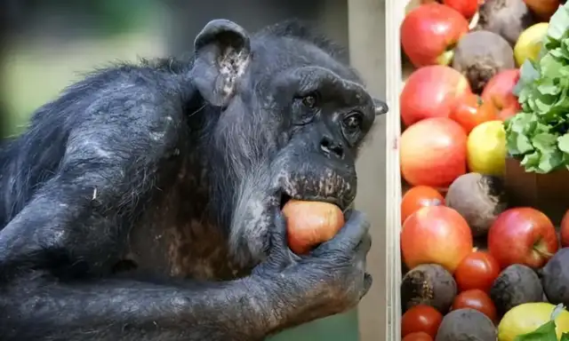 Fifty-nine-year-old chimpanzees refused to eat until they heard familiar voices
