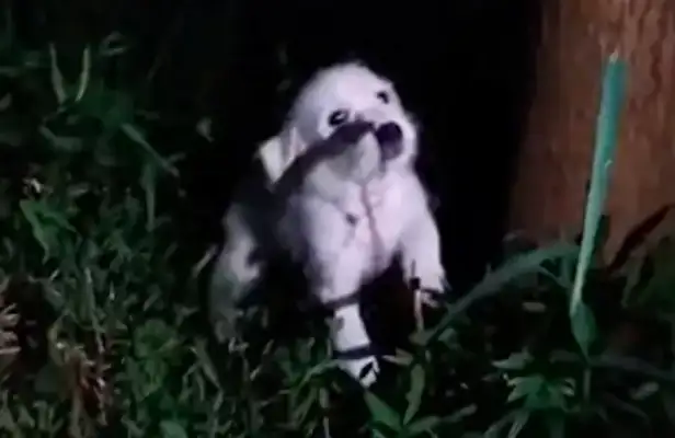 I met a puppy on the road, hiding by a tree