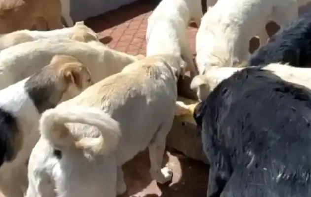 Hebei's "Dog King Charlie" is famous, and he's been saving stray dogs for 10 years