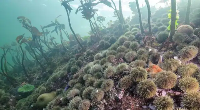 The killer that killed billions of starfish is a bacteria