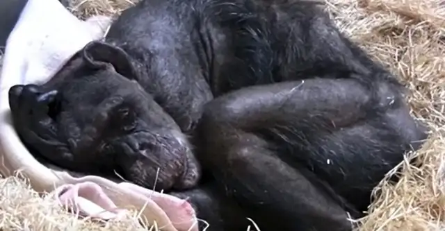 Fifty-nine-year-old chimpanzees refused to eat until they heard familiar voices