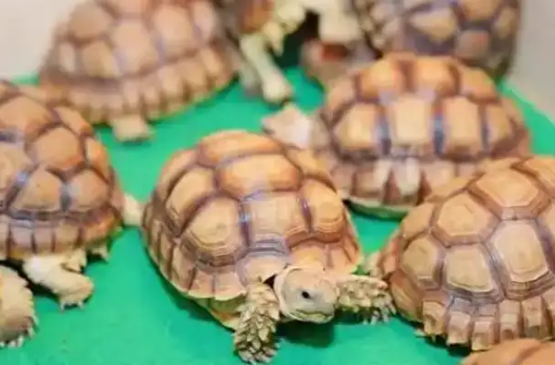 We must watch before we raise a pet