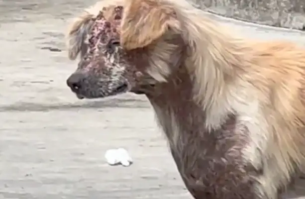 The stray dog was burned by the villagers. He couldn't see his face