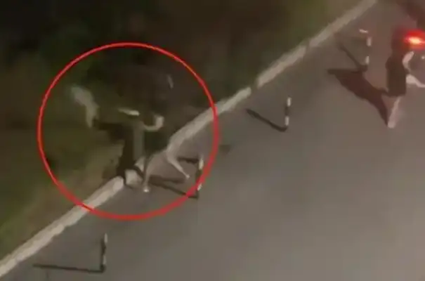 The dog was abandoned many times in the morning to the green belt on the side of the road