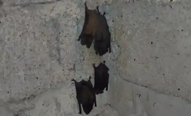 More than 100 bats invaded the homes of residents, and Kikukawa fired a fire in order to make the thorium