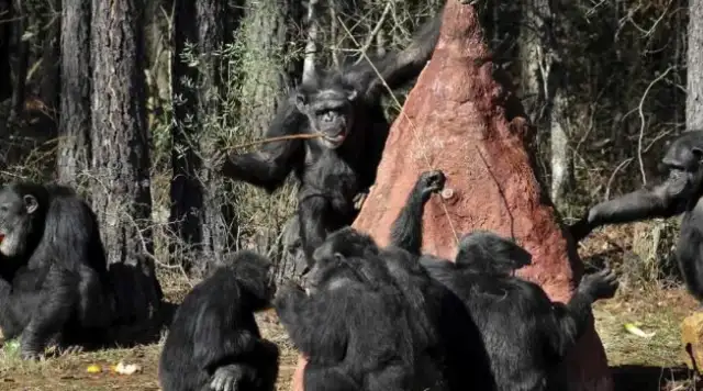 Fifty-nine-year-old chimpanzees refused to eat until they heard familiar voices