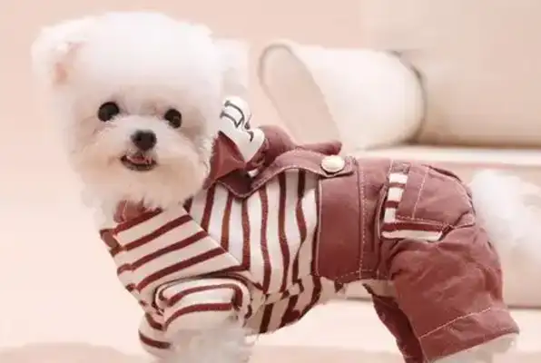 The rise and impact of the pet economy: from market demand to industrial upgrading