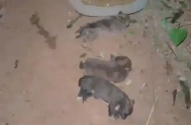 They found a dog and found his mother