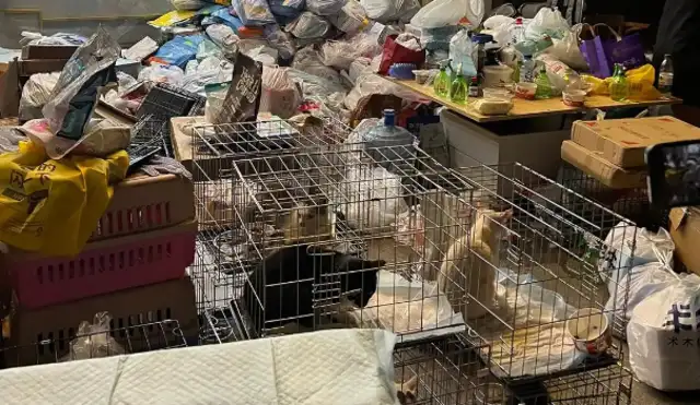 Over 490 kittens were rescued! We've been relocated to multiple pet hospitals