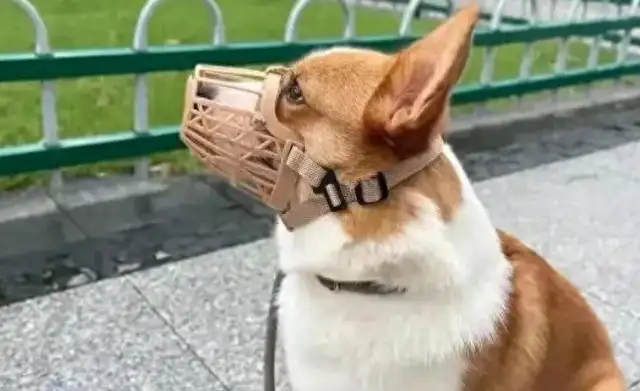 New policy release: dog bites, refusal to clean up dogs, not only pay for money, but jail