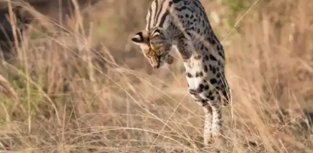 Why is it in the wild in my country that the Hebei Shih family found the cat, the beast that was supposed to be in Africa