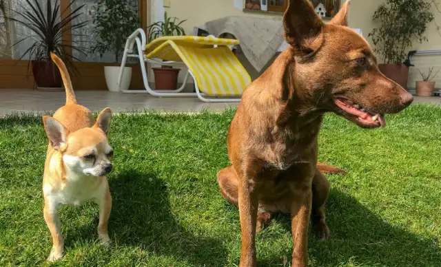 New policy release: dog bites, refusal to clean up dogs, not only pay for money, but jail