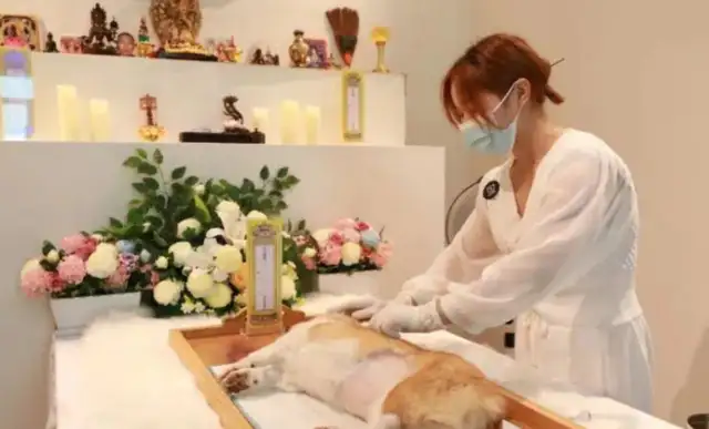 What are the grey areas left in the custody of the normal “undocumented operation” of pet burials