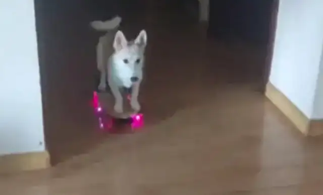 Since the master bought the dog a scooter, he won't walk