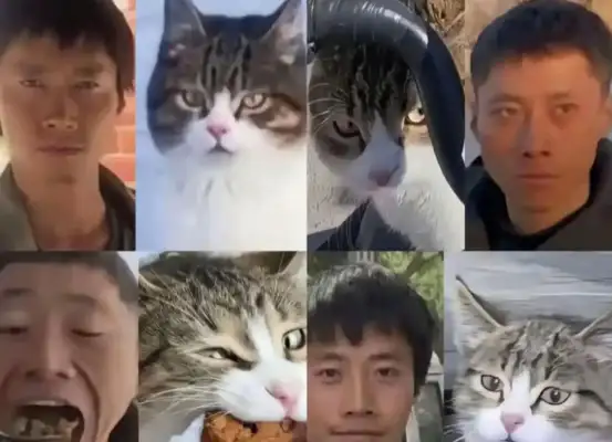 Death of the stray cat Goku: modern parables about life, traffic and public ethics