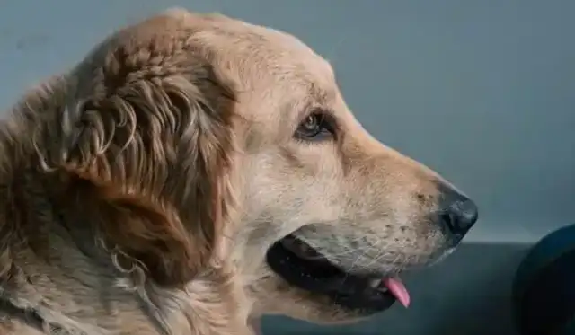 Publication of Shanghai pet consumption index report: average of $431 for pet stores